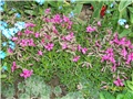 niski floks - lat. phlox subulata